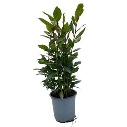 Laurus Nobilis (28892)