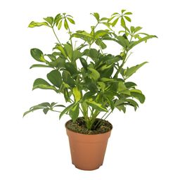 Schefflera Gerda (16603)