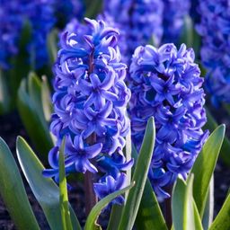 Flowerbulbs amsterdam Delft Blue- 10 bloembollen - Maat 14/15 (8720938490101)