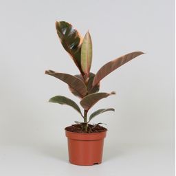 Ficus Elastica Belize (9635)