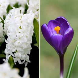 Flowerbulbs amsterdam Early Spring - 30 bloembollen (8720938490293)
