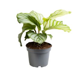 Calathea Orbifolia (13723)