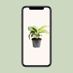 Calathea Orbifolia (13723)