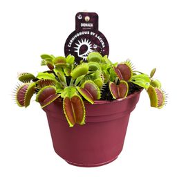 Dionaea Muscipula - Ø12 ↕12 (13912)