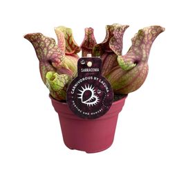 Sarracenia Venosa (13936)