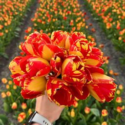 Flowerbulbs amsterdam Nadine's Happiness - 30 bloembollen - Maat 12+ (8720938490347)