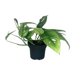 Epipremnum Cebu Blue (12464)