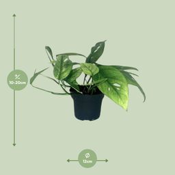 Epipremnum Cebu Blue (12464)