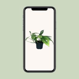 Epipremnum Cebu Blue (12464)