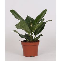 Ficus Bengalensis (9639)