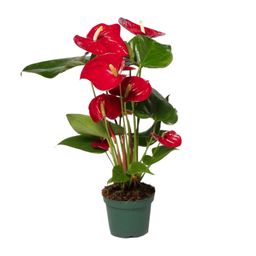 Anthurium Red (8720634285438)