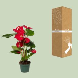 Anthurium Red (8720634285438)