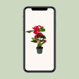 Anthurium Red (8720634285438)