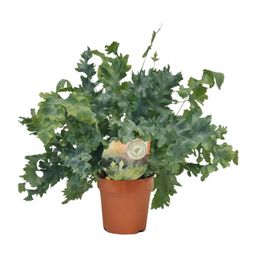 Phlebodium Davana (9921)