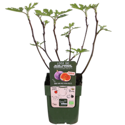 Hoogeveen Ficus Gustissimo Perretta - Ø13 - ↨45cm (8719497267545)