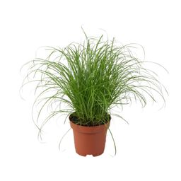 Cyperus Alternifolius Zumula (9931)