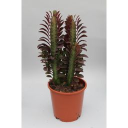 Euphorbia Trigona Rubra (28836)