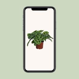 PROMO - Maranta Leuconeura Kerchoveana (9939)