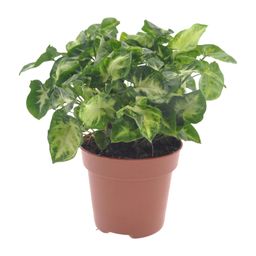 Syngonium Pixie (18282)