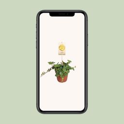 Peperomia Hope (9557)
