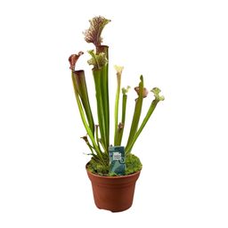 Sarracenia Judith Hindle (16150)