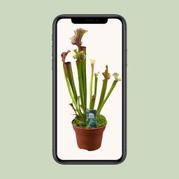 Sarracenia Judith Hindle (16150)