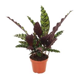 Calathea Insignis (18276)