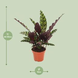 Calathea Insignis (18276)