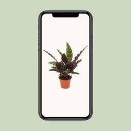 Calathea Insignis (18276)
