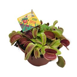 Dionaea Muscipula (13064)