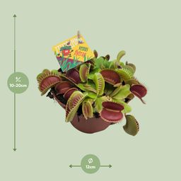 Dionaea Muscipula (13064)