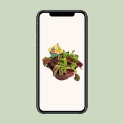 Dionaea Muscipula (13064)