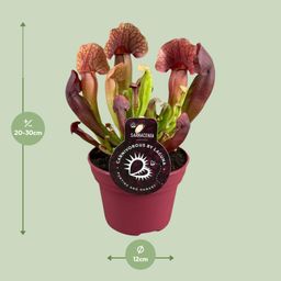 Sarracenia Catesbaei (13908)