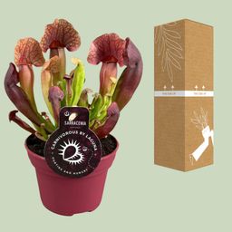 Sarracenia Catesbaei (13908)