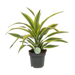 Dracaena Fragrans Lemon Lime (8720634284400)