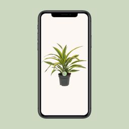 Dracaena Fragrans Lemon Lime (8720634284400)