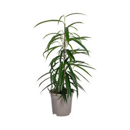 Ficus Binnendijkii Alii Ø17cm - ↕60 (4250308317430)