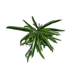 Ficus Binnendijkii Alii Ø17cm - ↕60 (4250308317430)