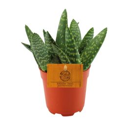 Aloe Paradisicum - Ø10,5 ↕15 (12854)