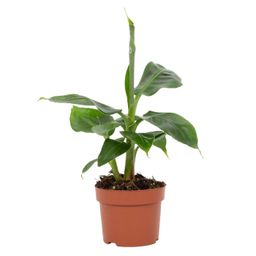 Musa Tropicana 12cm (28790)