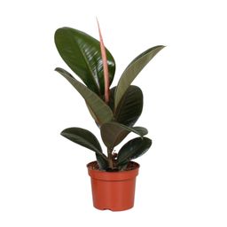 Ficus Elastica Robusta (9625)