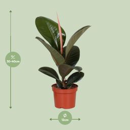Ficus Elastica Robusta (9625)