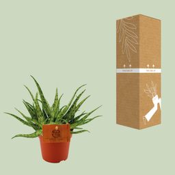 Aloe Spider - Ø10,5 ↕15 (12818)
