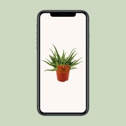 Aloe Spider - Ø10,5 ↕15 (12818)
