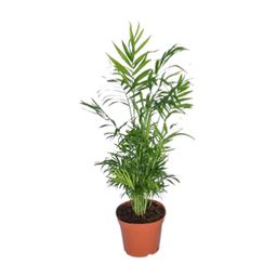 Chamaedorea Elegans - Mexicaanse Bergpalm (8720634284288)