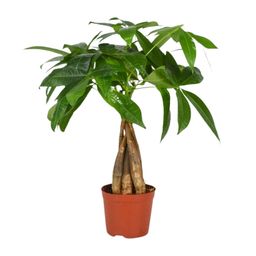 Pachira Aquatica (12554)
