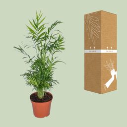 Chamaedorea Elegans - Mexicaanse Bergpalm (8720634284288)
