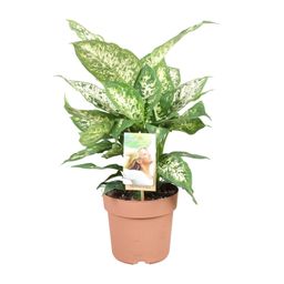 Dieffenbachia Compacta (9693)