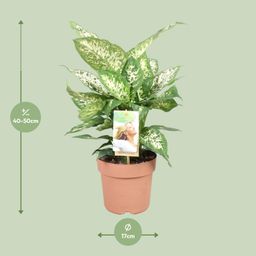 Dieffenbachia Compacta (9693)