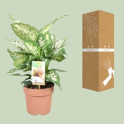Dieffenbachia Compacta (9693)